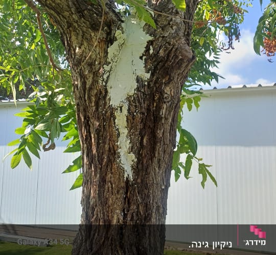 עץ עם חומר על הגזע ליד מבנה